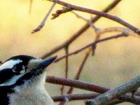 Downy Woodpecker